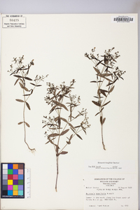 Houstonia longifolia image