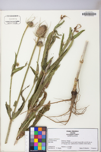 Dipsacus fullonum image