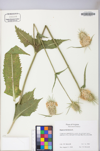 Dipsacus laciniatus image