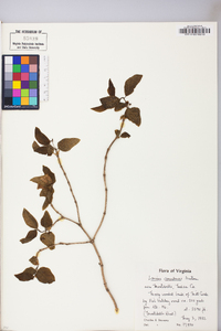 Lonicera canadensis image