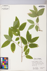 Lonicera canadensis image