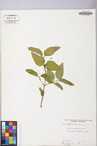 Lonicera canadensis image