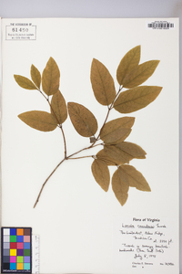 Lonicera canadensis image