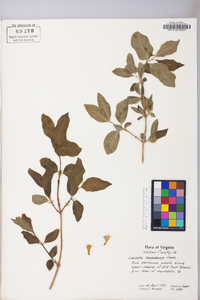 Lonicera canadensis image