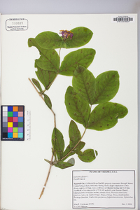 Lonicera dioica image