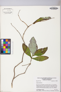 Lonicera dioica image