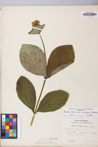 Lonicera dioica image