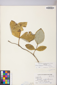 Lonicera dioica image