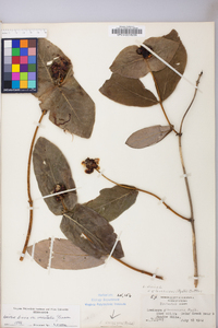 Lonicera dioica image