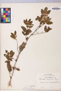 Lonicera morrowii image