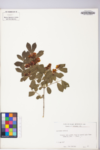 Lonicera morrowii image