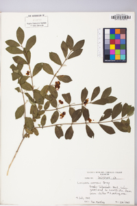 Lonicera morrowii image