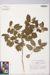 Lonicera morrowii image