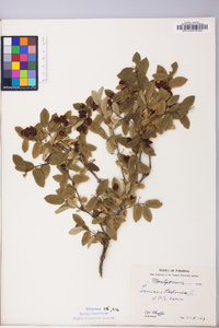 Lonicera tatarica image