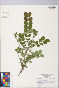 Symphoricarpos orbiculatus image