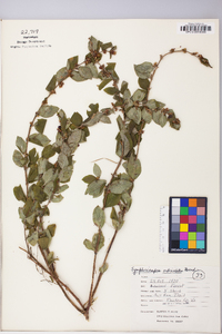 Symphoricarpos orbiculatus image