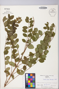 Symphoricarpos orbiculatus image