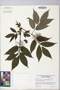 Sambucus racemosa subsp. racemosa image