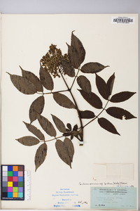 Sambucus racemosa subsp. racemosa image