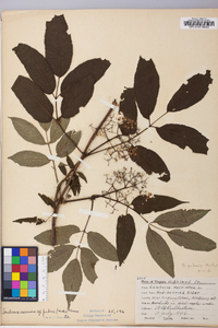 Sambucus racemosa subsp. racemosa image