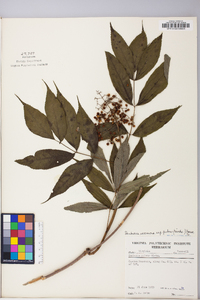 Sambucus racemosa subsp. racemosa image