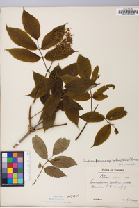 Sambucus racemosa subsp. racemosa image