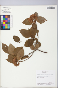 Viburnum cassinoides image