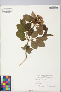 Viburnum cassinoides image