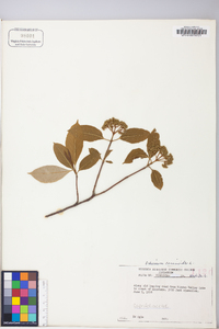 Viburnum cassinoides image