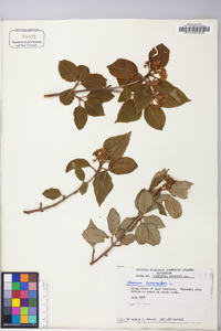 Viburnum cassinoides image