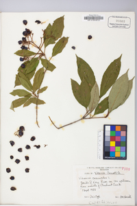 Viburnum cassinoides image