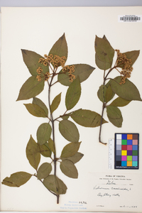 Viburnum cassinoides image