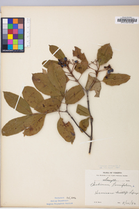 Viburnum cassinoides image