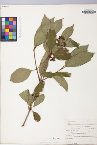 Viburnum cassinoides image