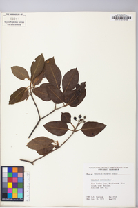 Viburnum cassinoides image