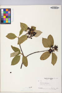 Viburnum cassinoides image