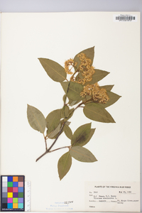 Viburnum cassinoides image