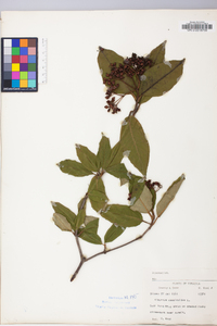 Viburnum cassinoides image