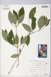 Viburnum cassinoides image