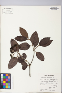 Viburnum cassinoides image