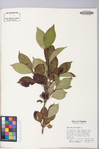 Viburnum cassinoides image