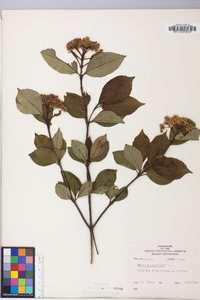 Viburnum cassinoides image