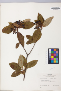 Viburnum cassinoides image