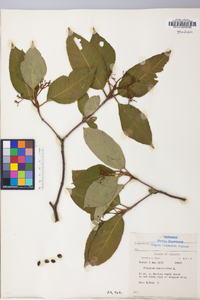 Viburnum cassinoides image