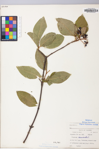 Viburnum cassinoides image