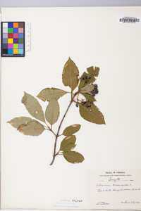 Viburnum cassinoides image