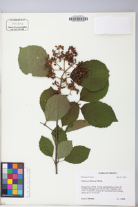 Viburnum dentatum var. dentatum image