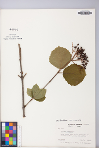 Viburnum dentatum var. dentatum image