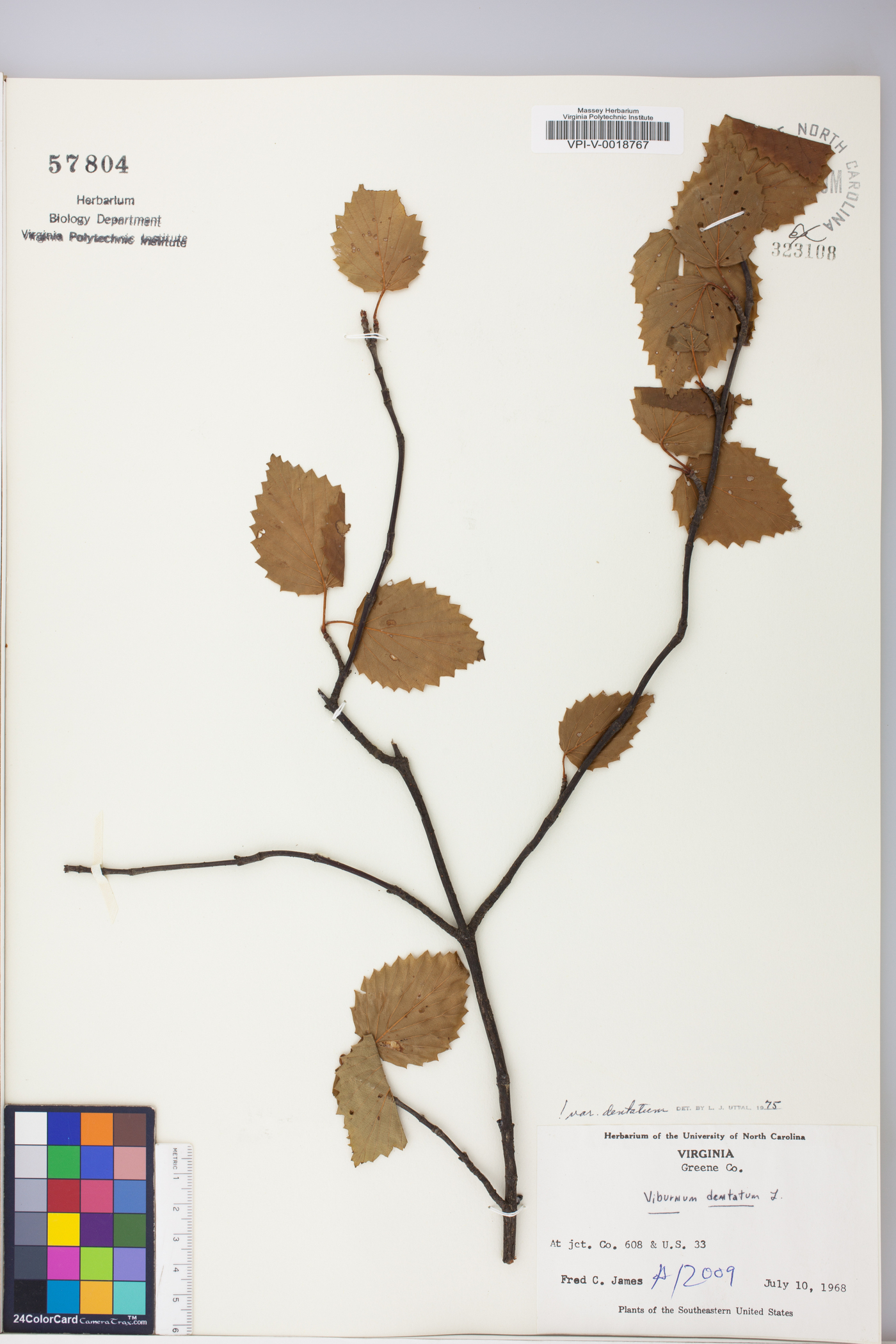 Viburnum dentatum var. dentatum image