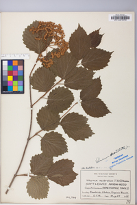 Viburnum dentatum var. dentatum image